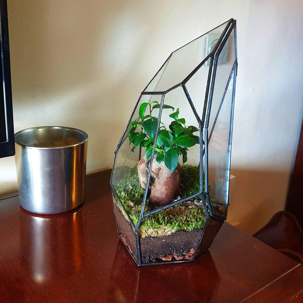 Senda Terrarium - MinimalMoss