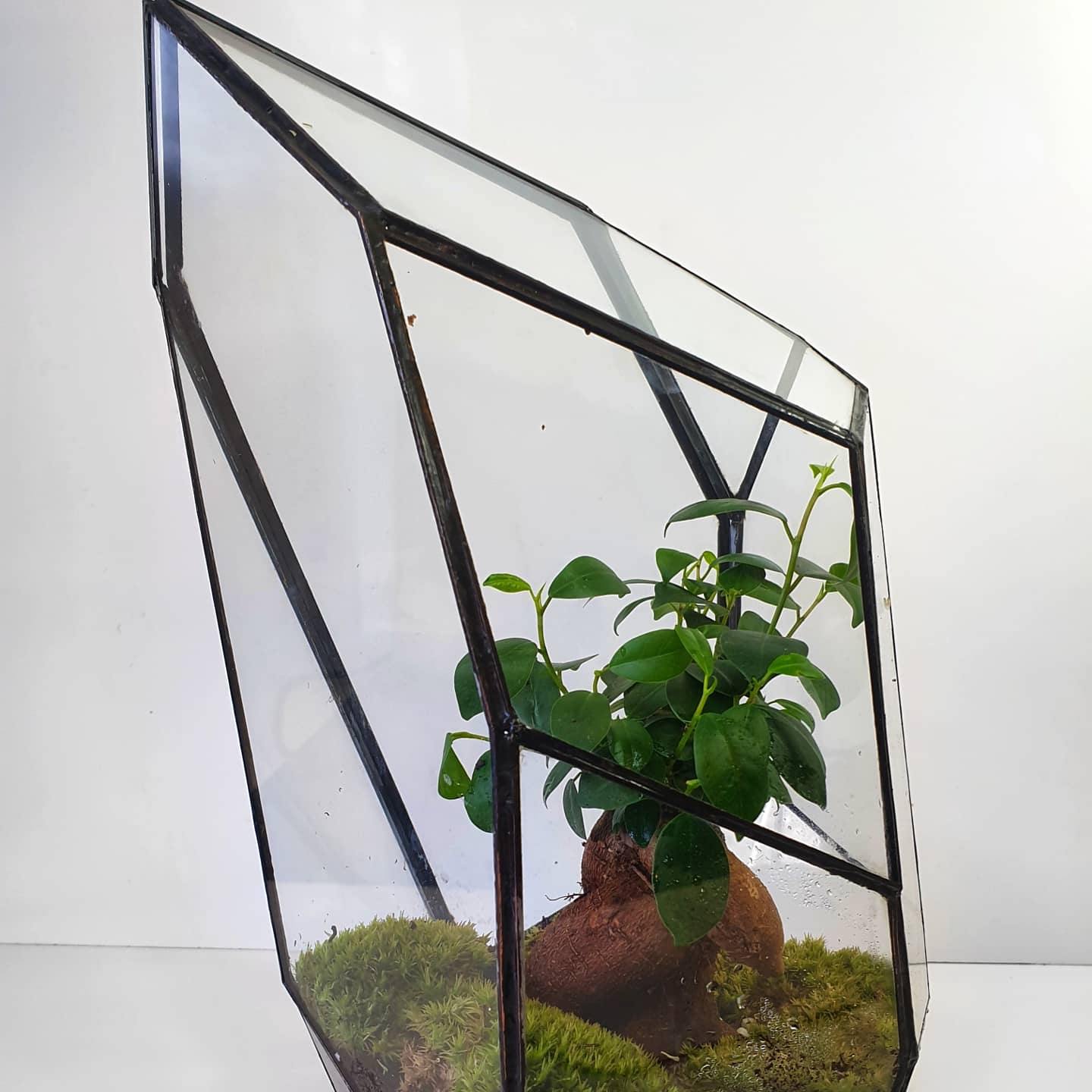 Senda Terrarium - MinimalMoss