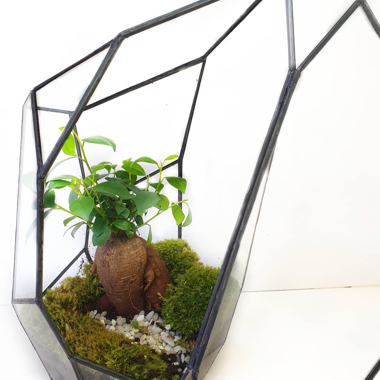 Senda Terrarium - MinimalMoss