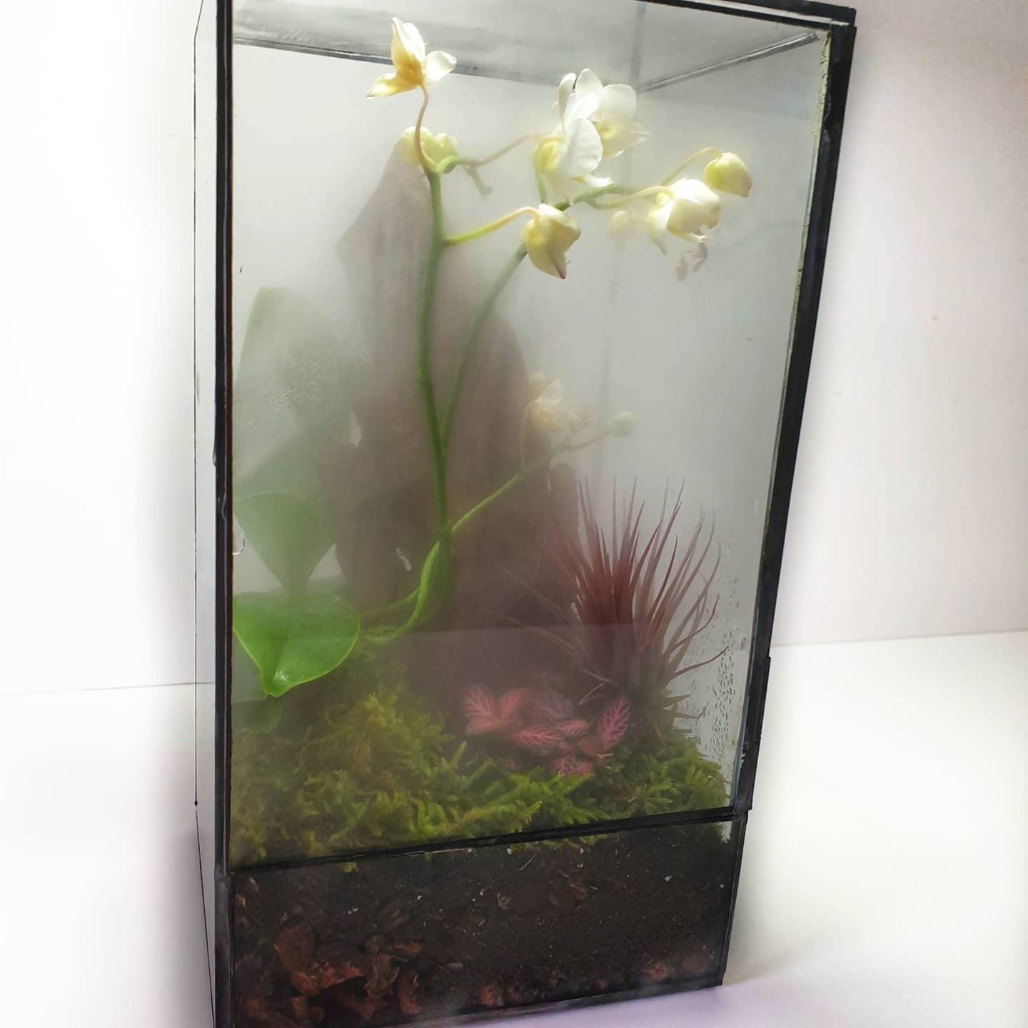 Orquidea Terrarium - MinimalMoss