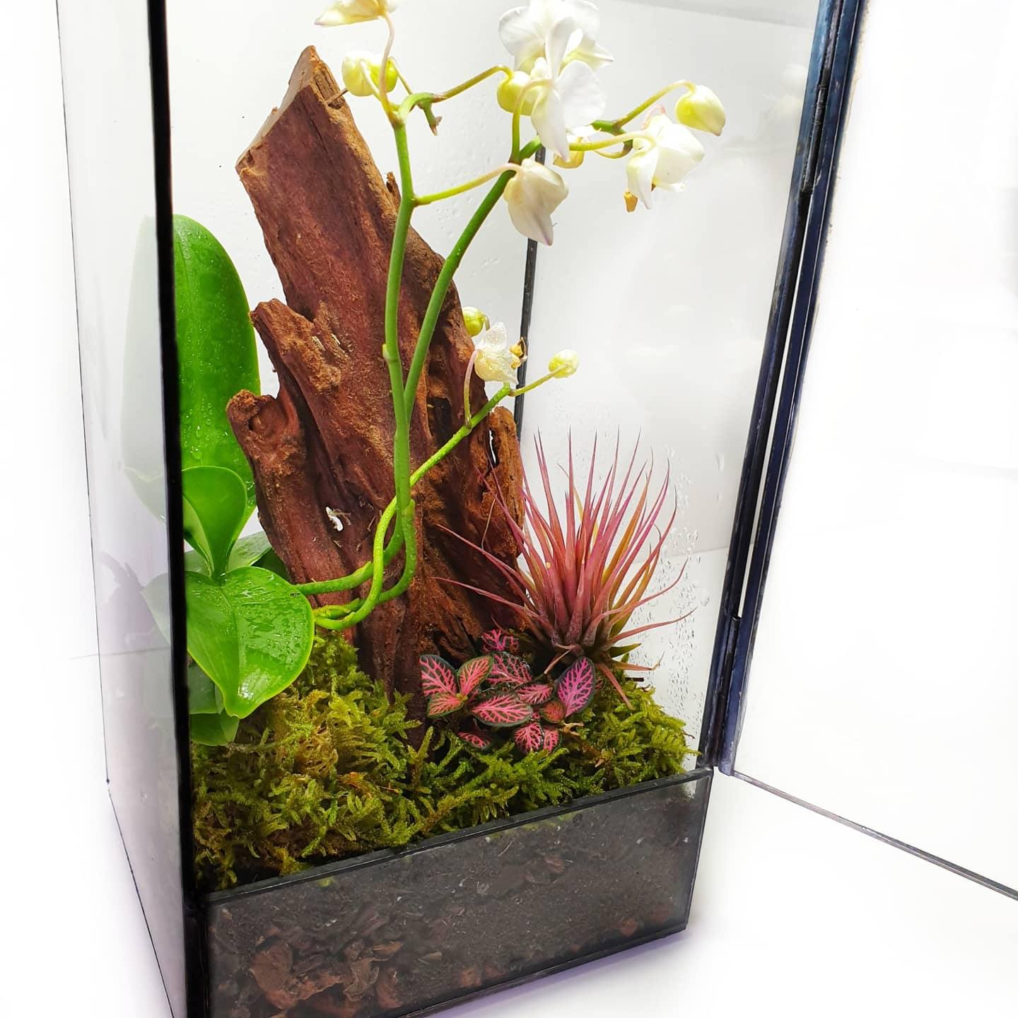 Orquidea Terrarium - MinimalMoss