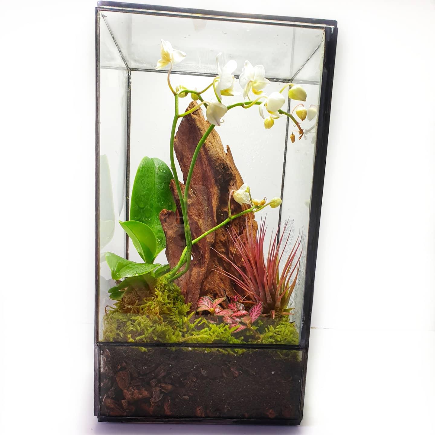 Orquidea Terrarium - MinimalMoss