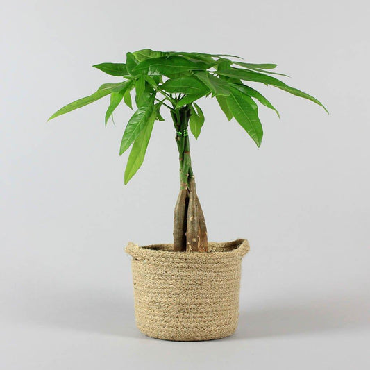 Pachira - MinimalMoss