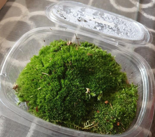 Tarrina Musgo Bola y terrestre - MinimalMoss