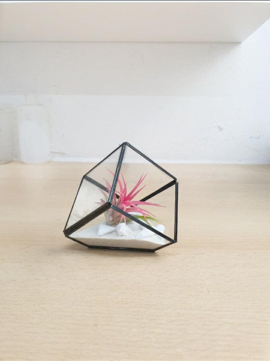 Tillandsia cube - MinimalMoss
