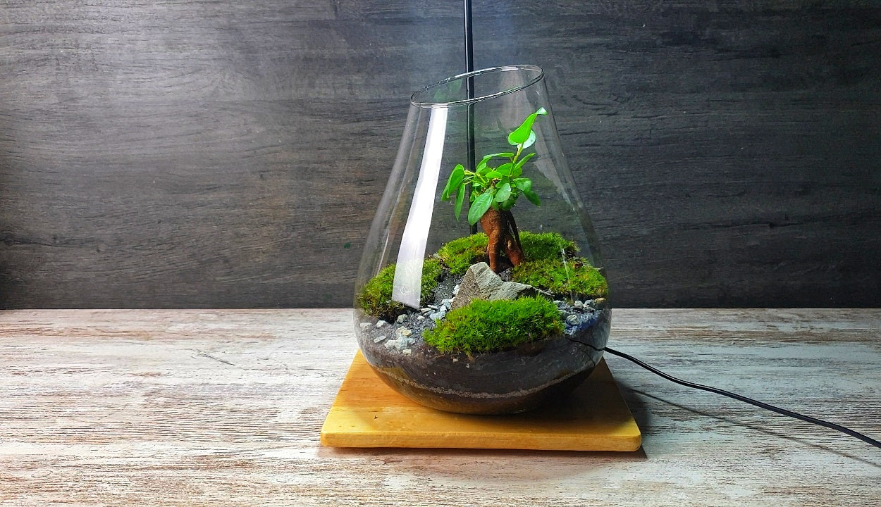 Hades Terrarium