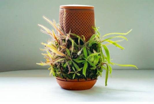 Carnivorous Terrabase