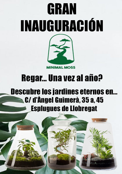 Crea tu jardín eterno - jarrón