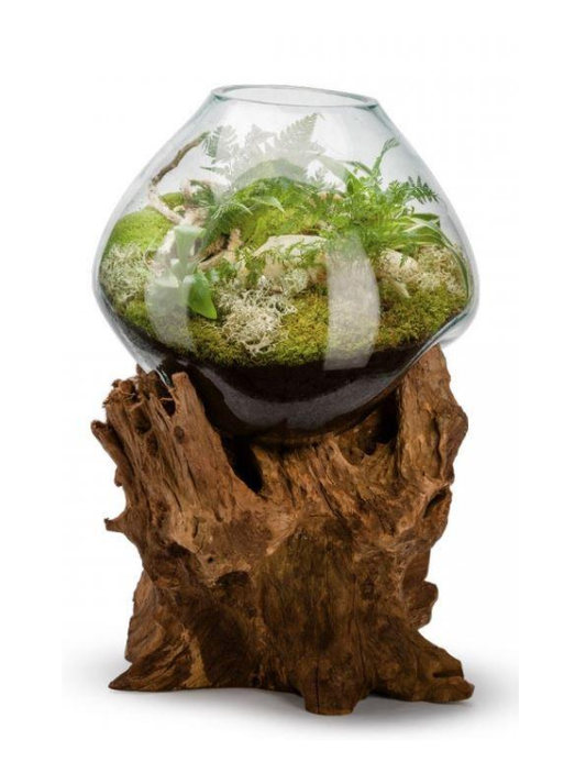 Amazonia Terrarium