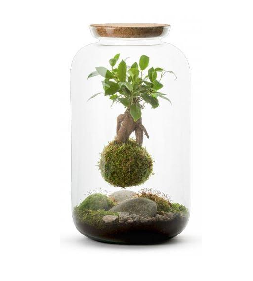 Basoa Terrarium