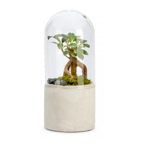 Aruna Terrarium