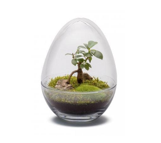 Manwë Terrarium