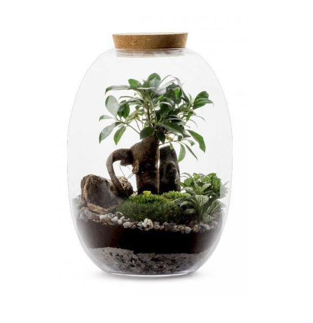 Kanope Terrarium