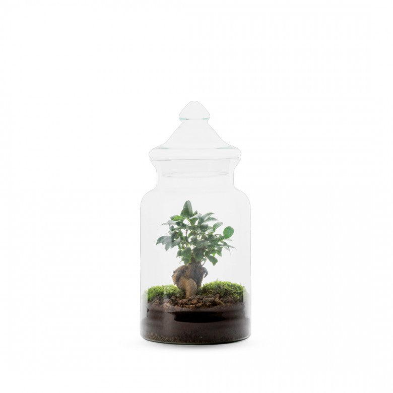 Gaia Terrarium