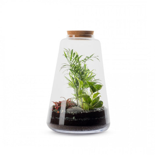 Karxane Terrarium