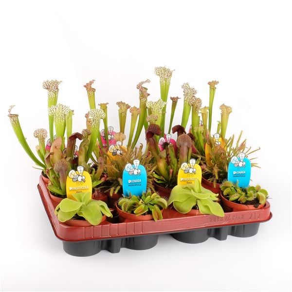 Plantas Carnivoras MIX