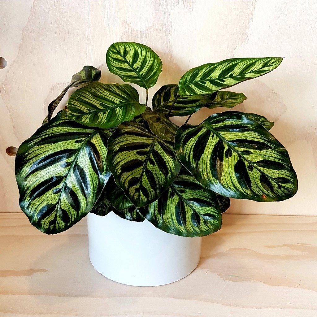 Calathea Ornata - MinimalMoss