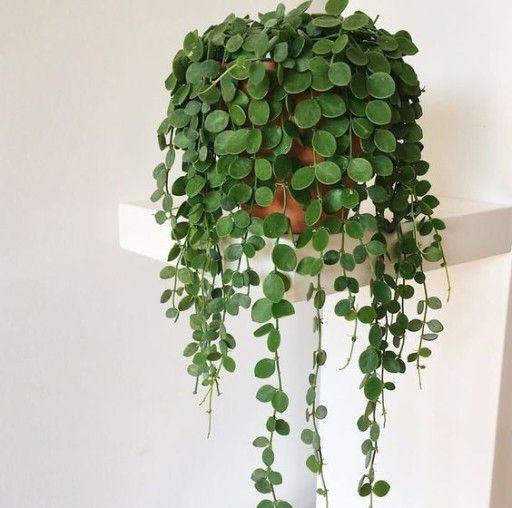 Peperomia Tetraphylla - MinimalMoss
