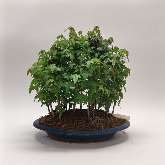 Bosque Bonsai Arce Buergerianum