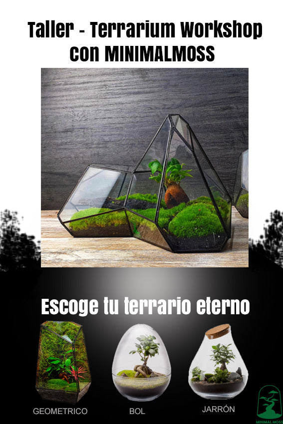Regala - Taller Terrario