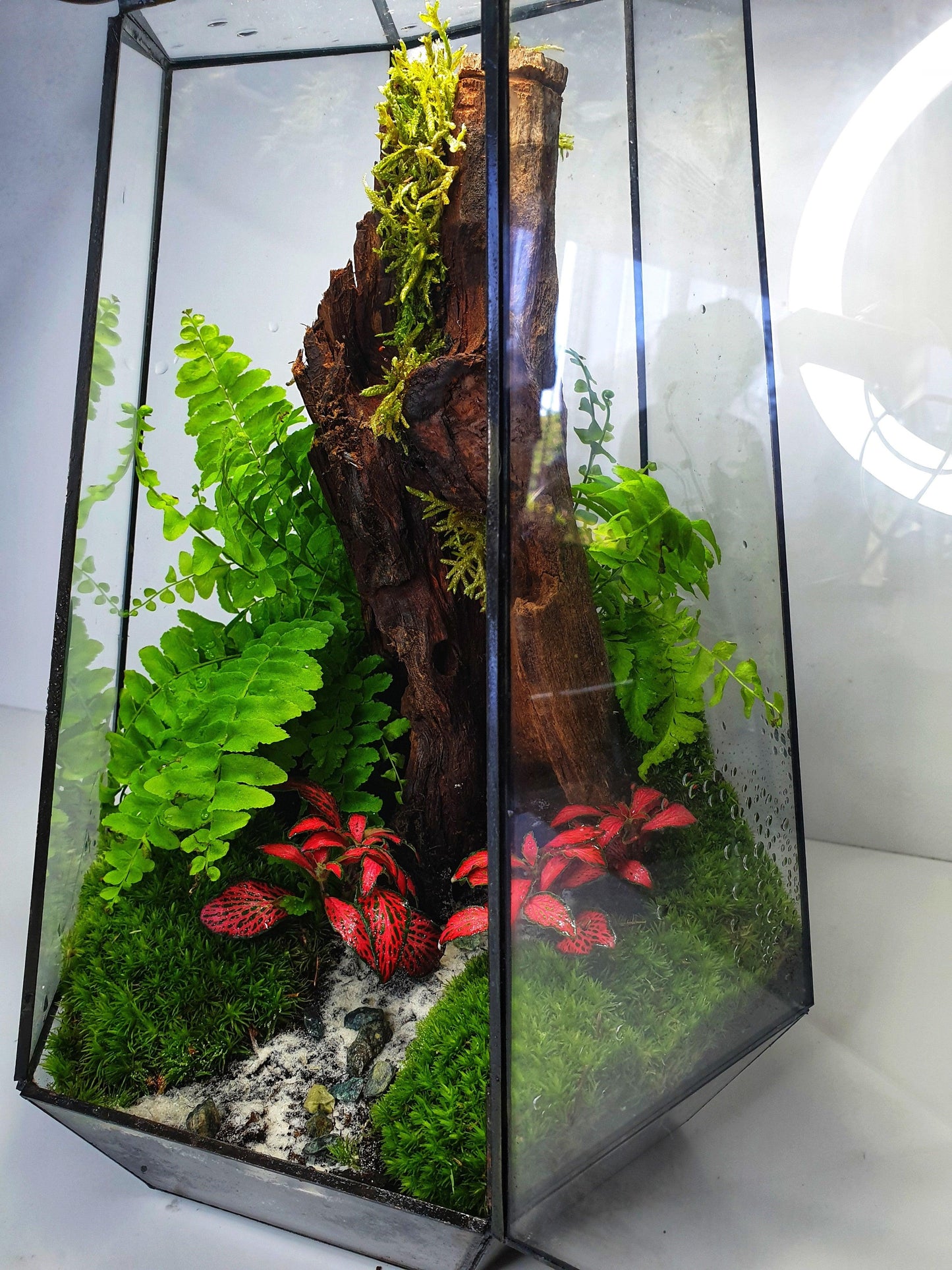 Freya Terrarium - MinimalMoss