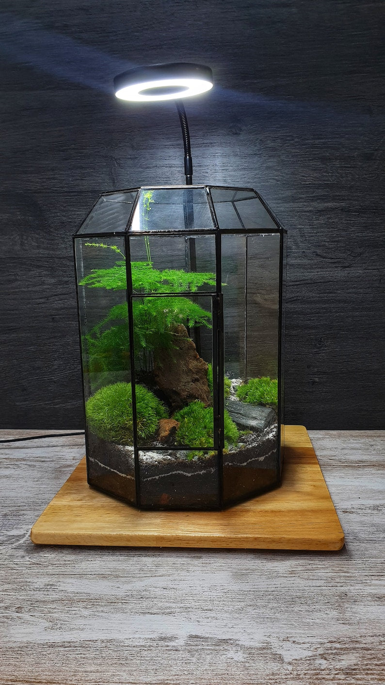 Regala - Taller Terrario
