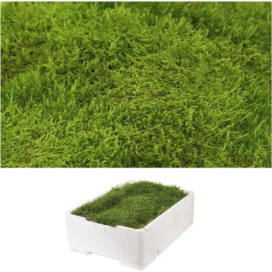 Tarrina Musgo Bola y terrestre