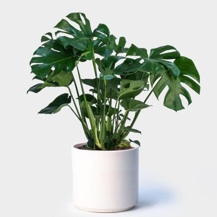 Monstera Deliciosa - MinimalMoss