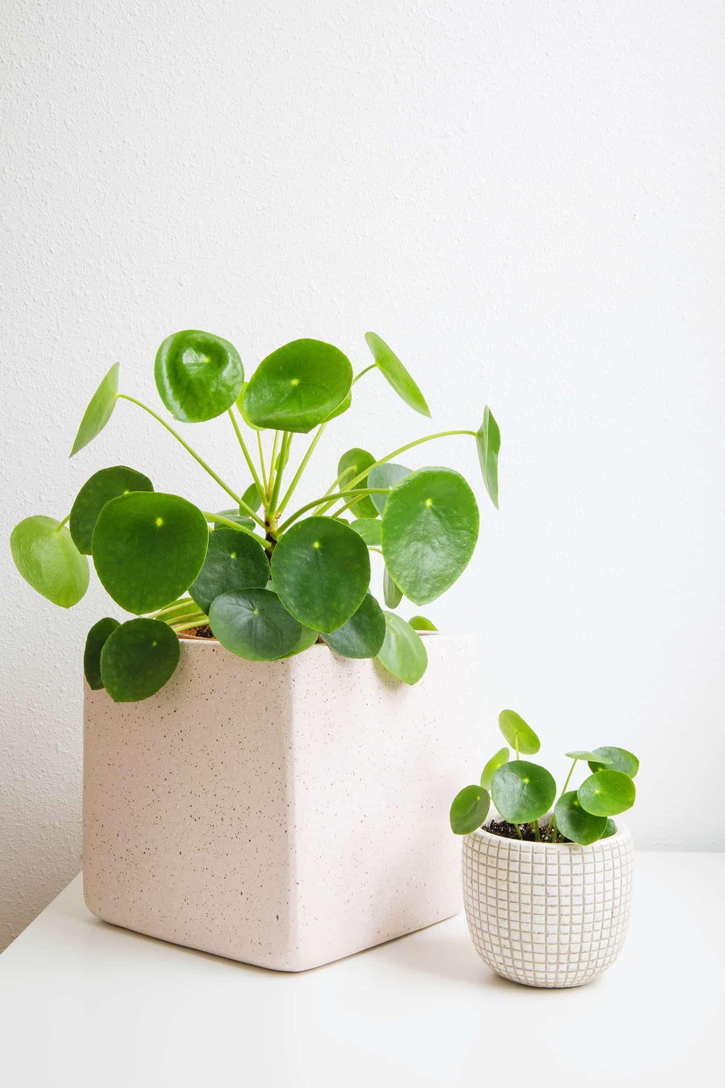 Pilea Peperomioides - MinimalMoss