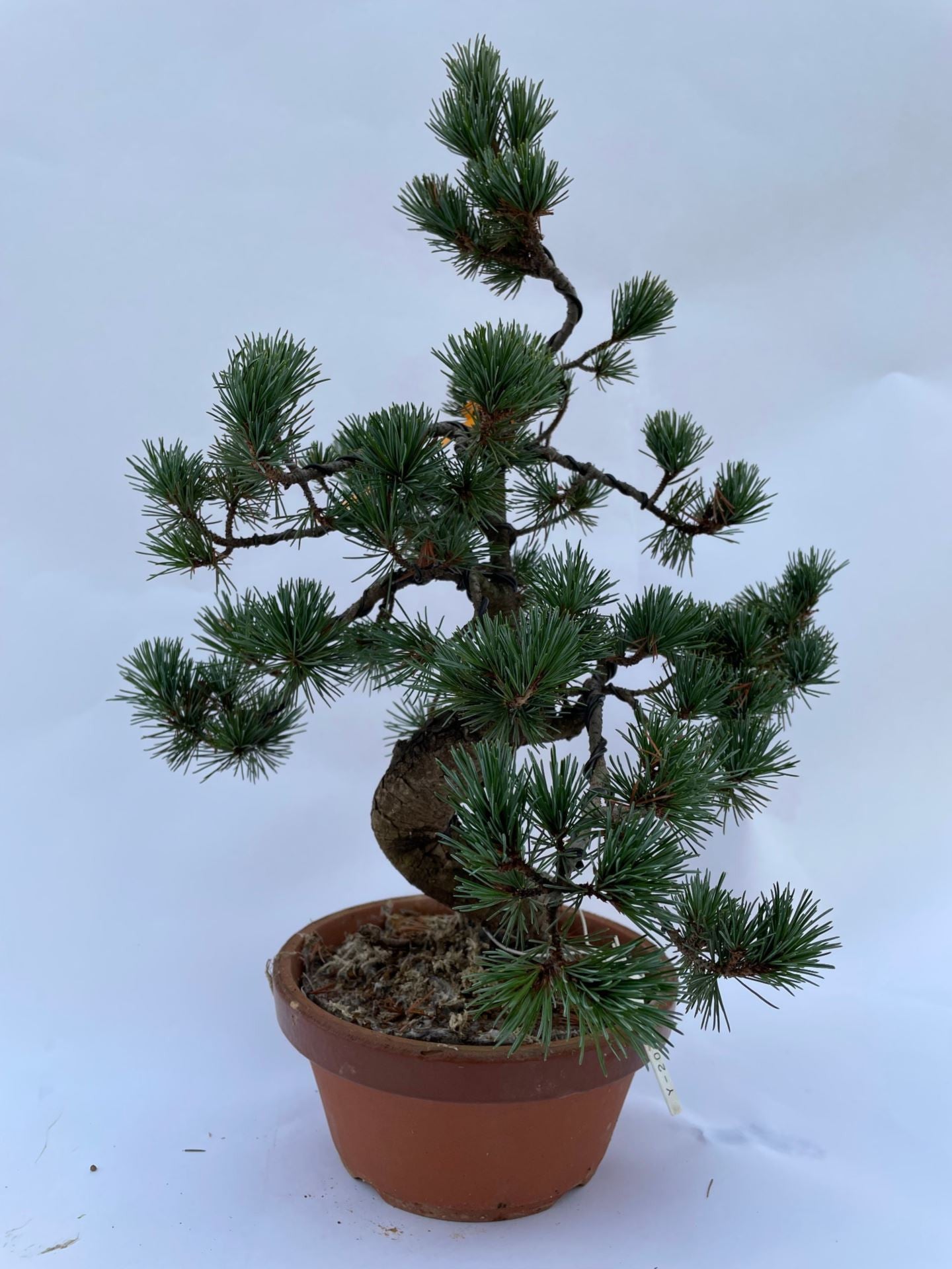 Bonsai Pino Blanco - Bonsai dwergvorm loof Pinus Parviflora