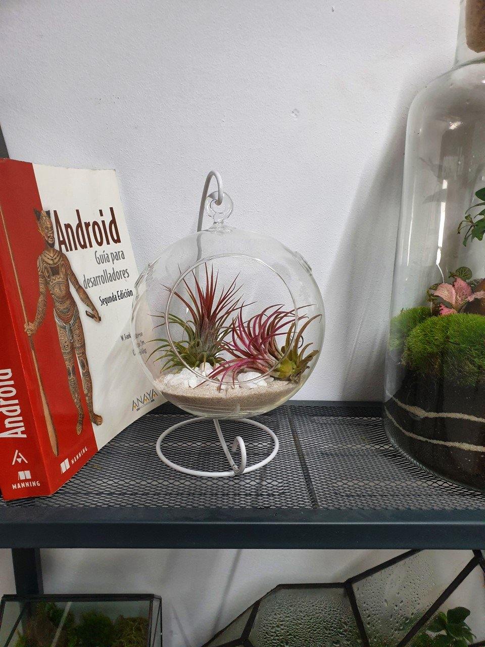 Tillandsia Ball - MinimalMoss