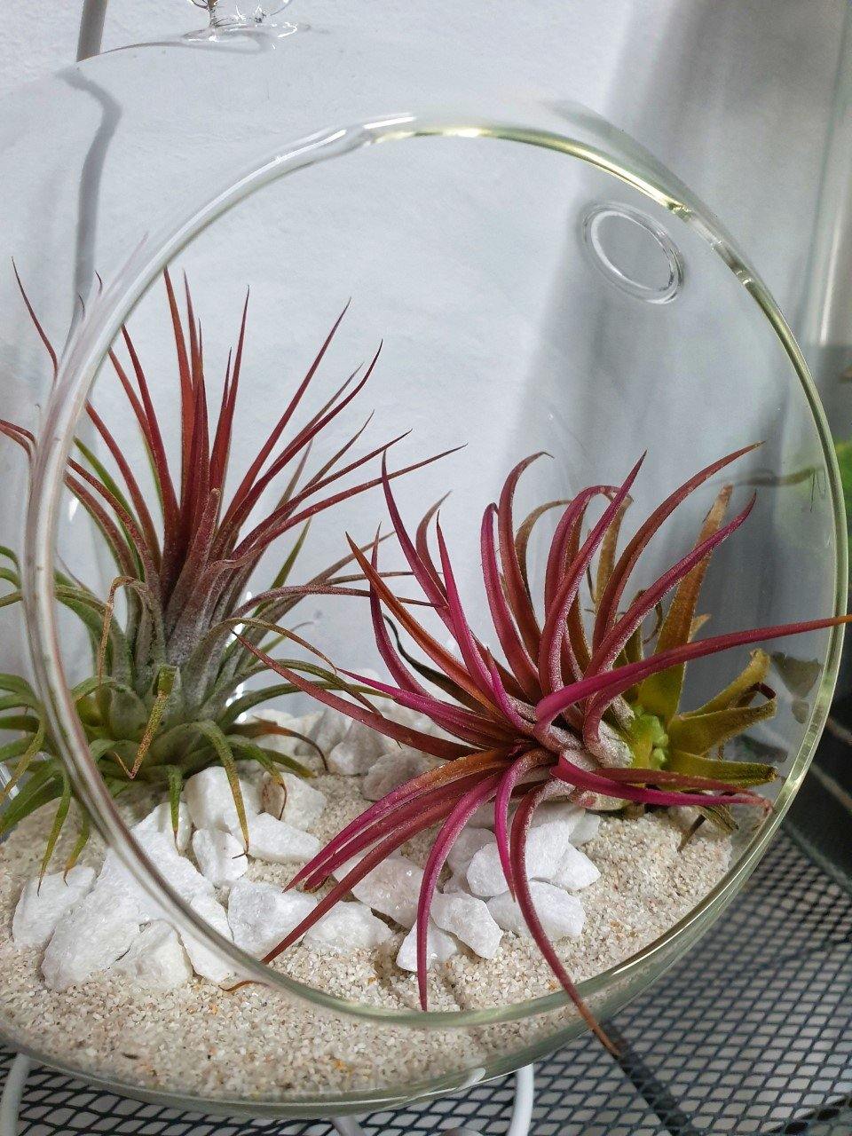Tillandsia Ball - MinimalMoss
