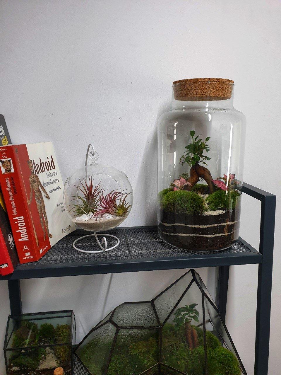 Tillandsia Ball - MinimalMoss