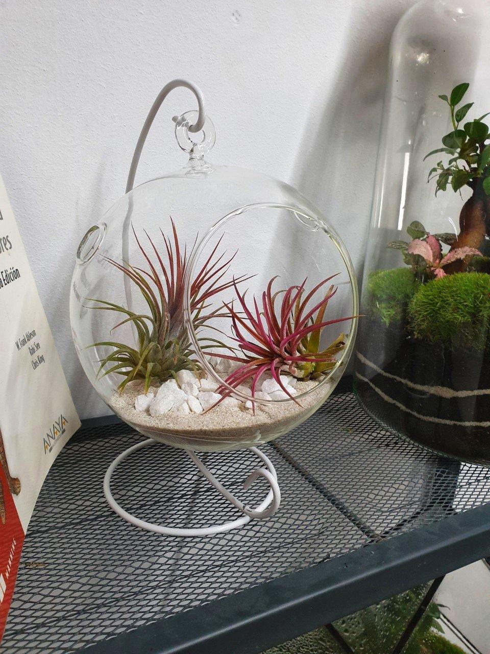 Tillandsia Ball - MinimalMoss