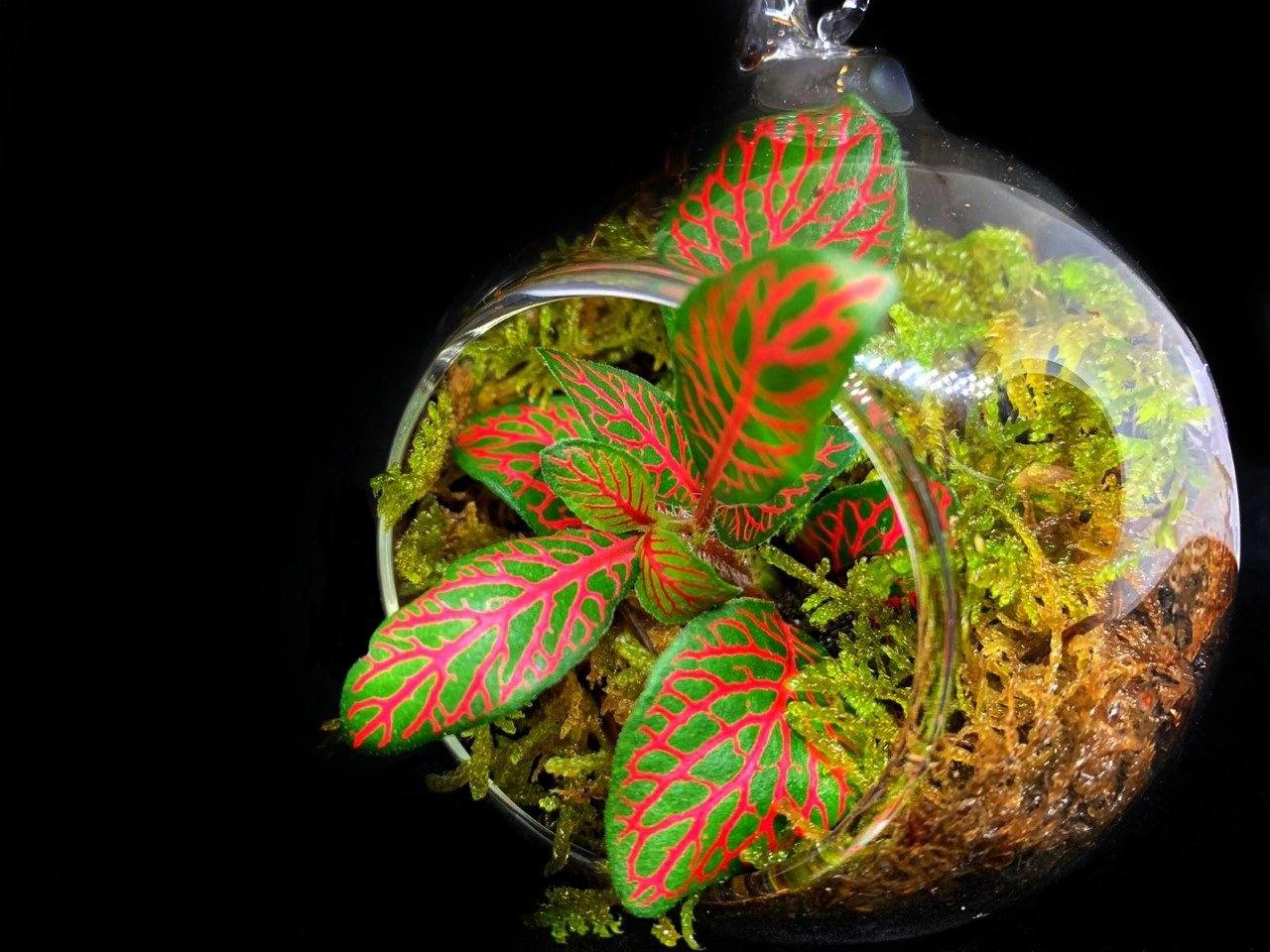 Fitonia Moss - MinimalMoss