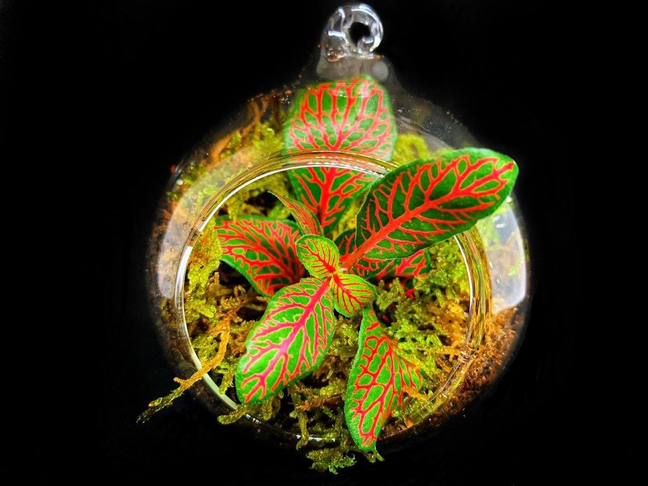Fitonia Moss - MinimalMoss