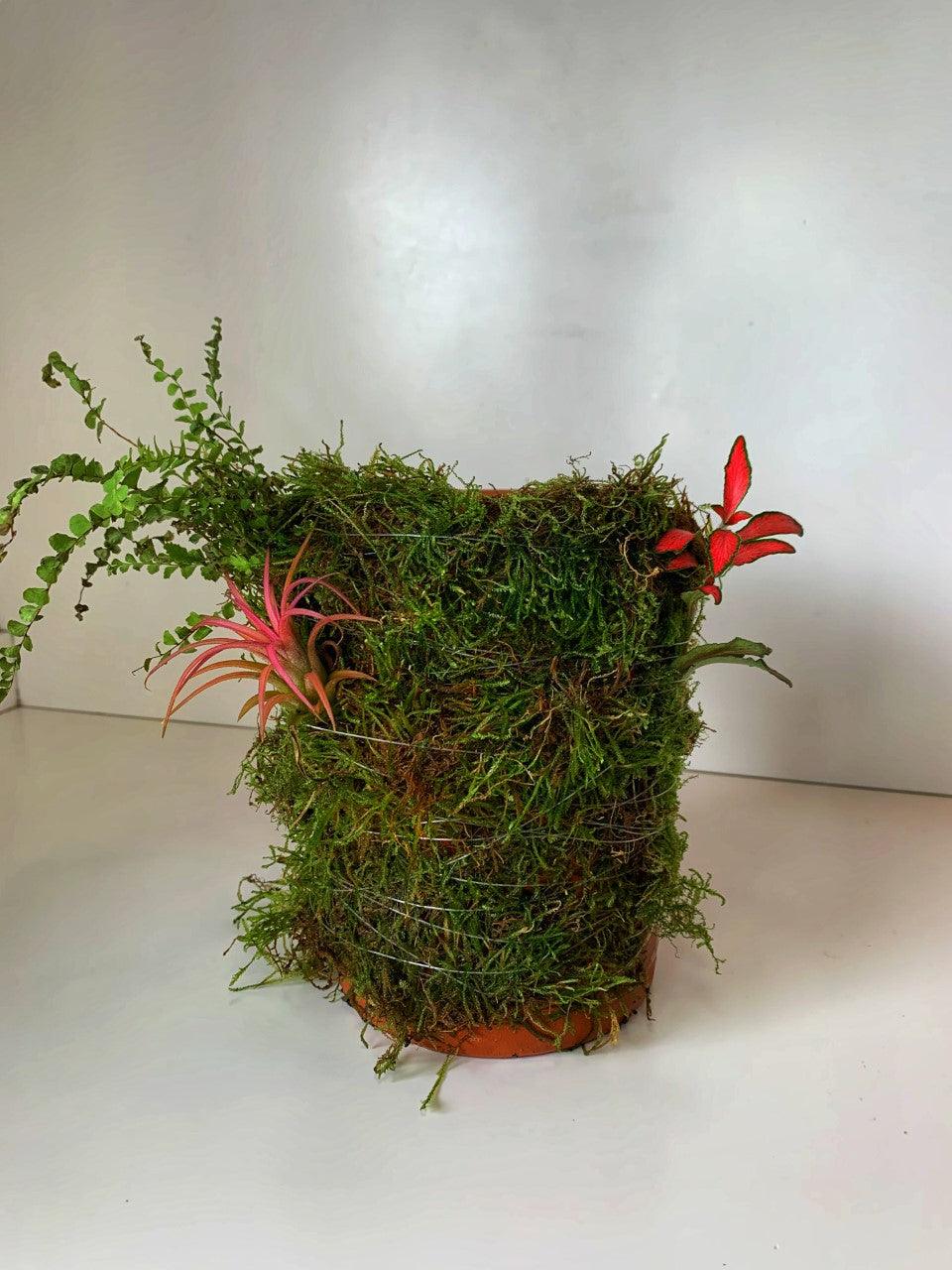 Wabi Terrarium L - MinimalMoss