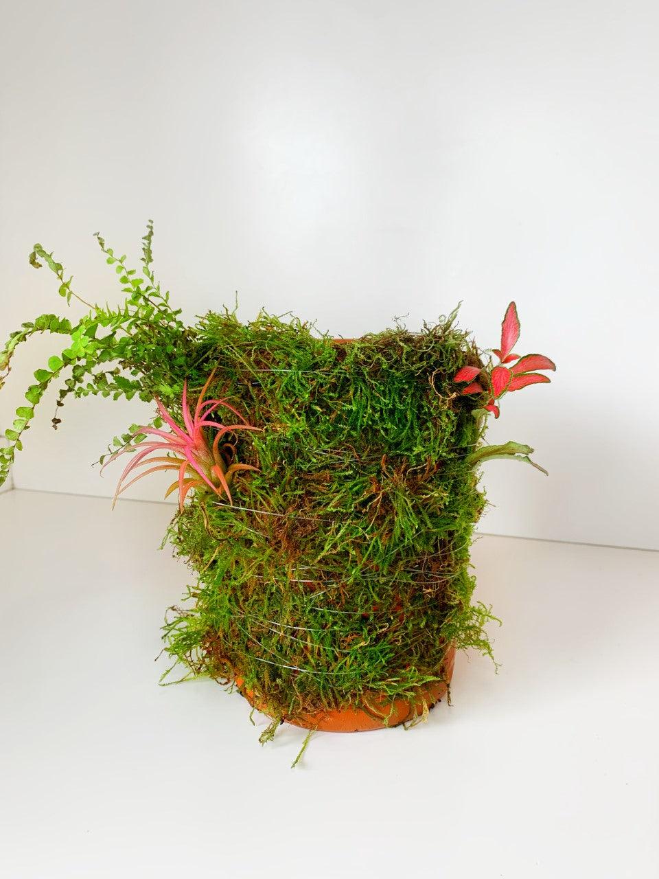 Wabi Terrarium L - MinimalMoss