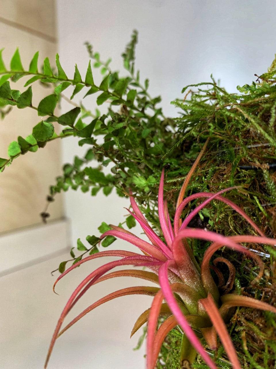Wabi Terrarium S - MinimalMoss