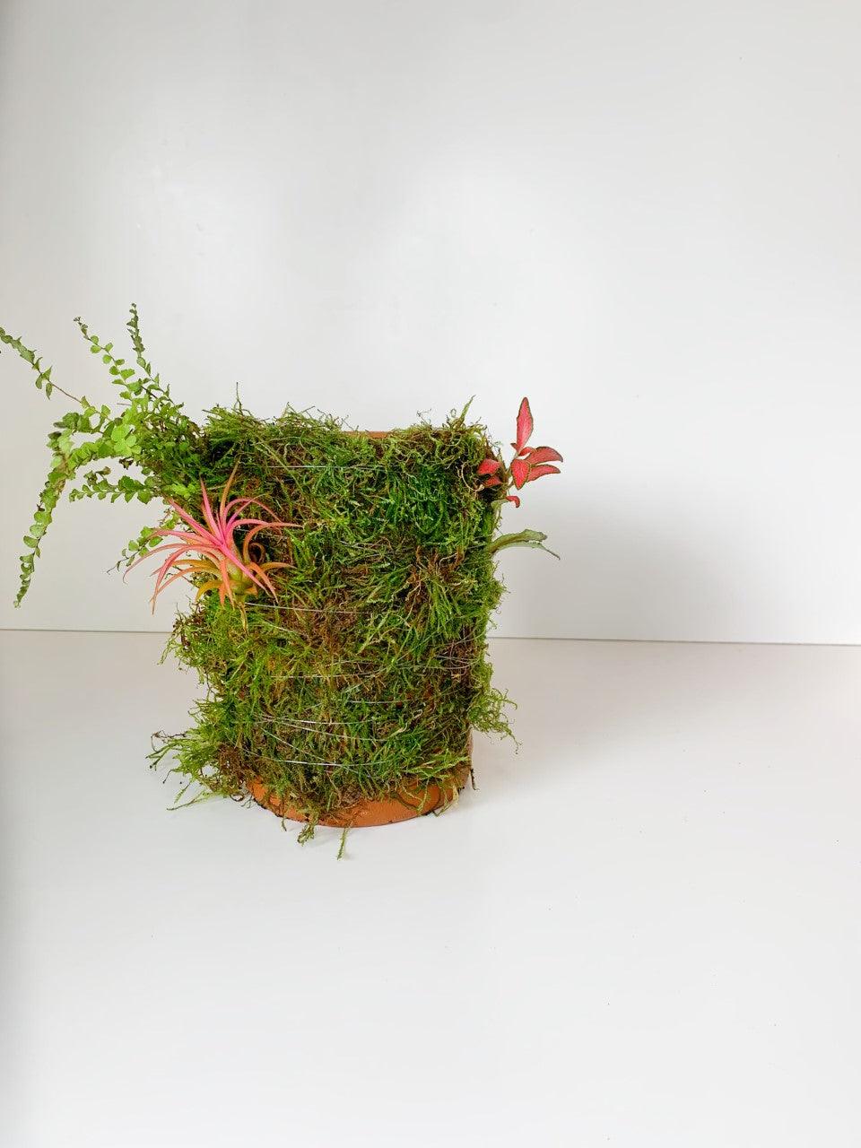 Wabi Terrarium L - MinimalMoss