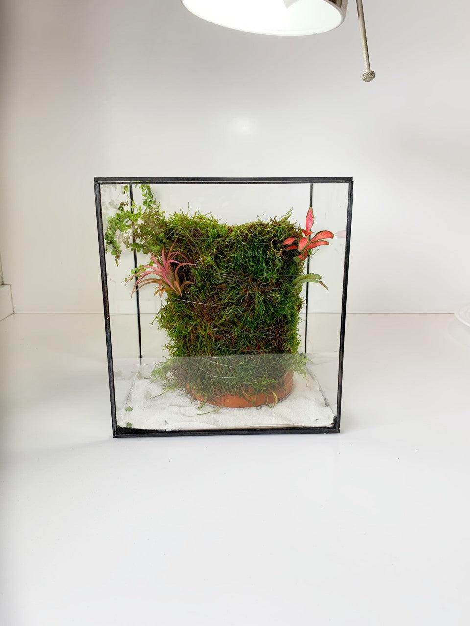Wabi Terrarium S - MinimalMoss