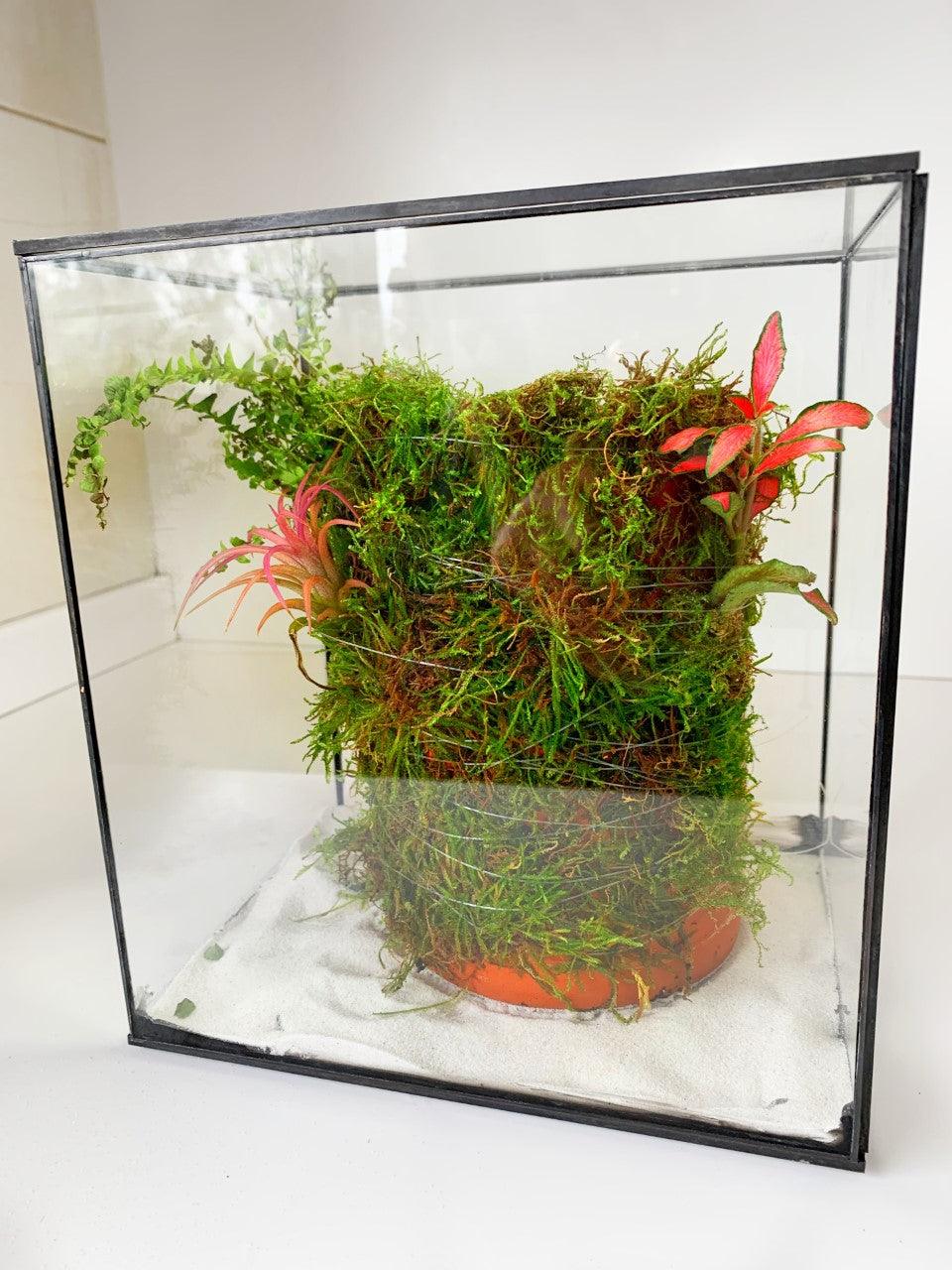 Wabi Terrarium L - MinimalMoss