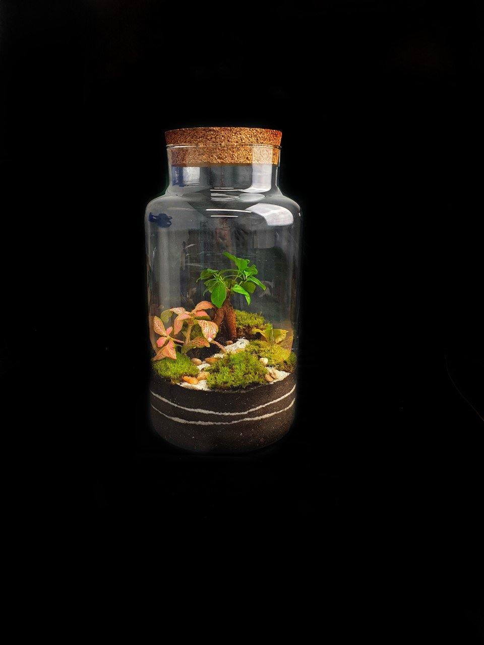 Ficus Terrarium DIY - MinimalMoss