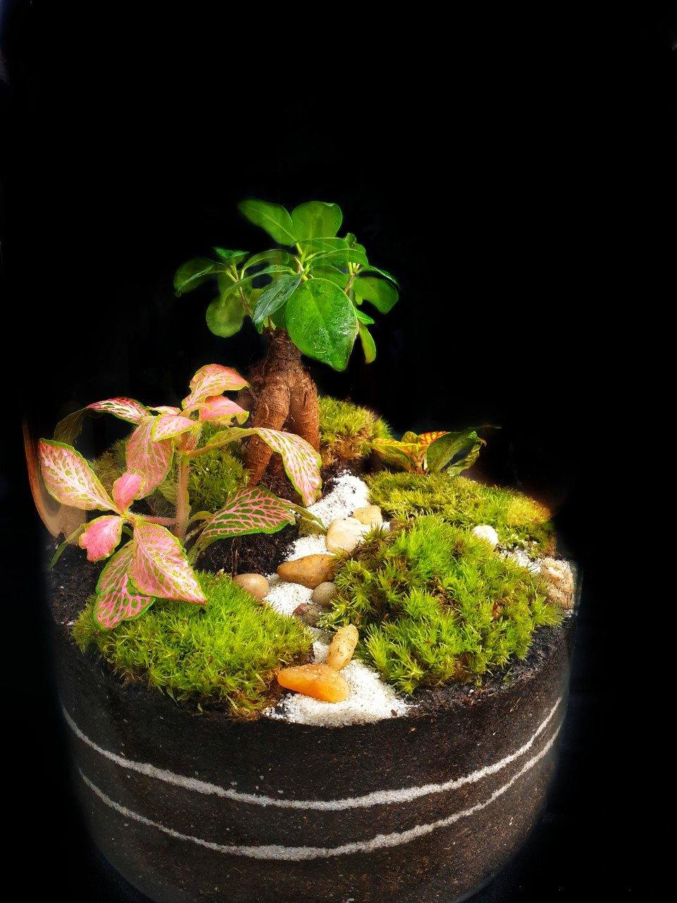 Ficus Terrarium DIY - MinimalMoss