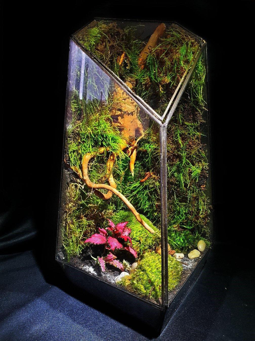 Rainforest Terrarium DIY - MinimalMoss