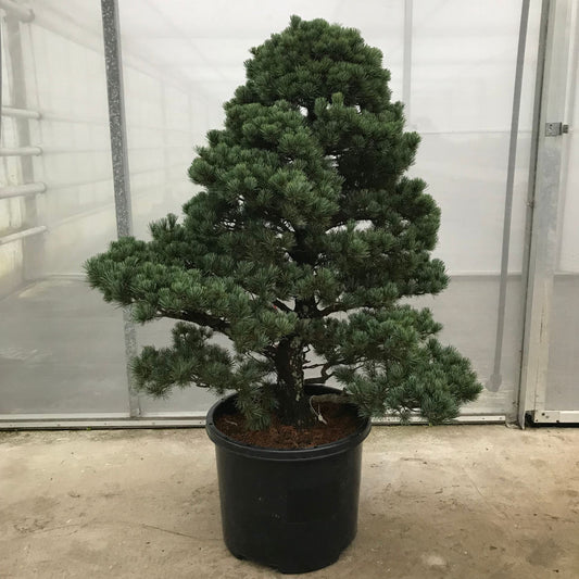 Bonsai Pino Blanco - Bonsai dwergvorm loof Pinus Parviflora