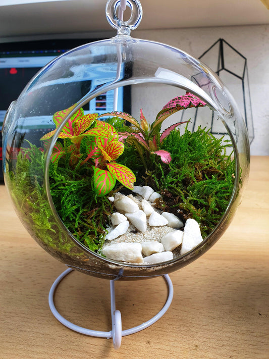 Fitonia Moss - MinimalMoss