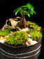 Ficus Terrarium DIY - MinimalMoss