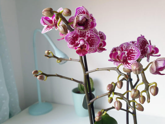 Orquídea Phalaenopsis Grande Lila Matizada - MinimalMoss