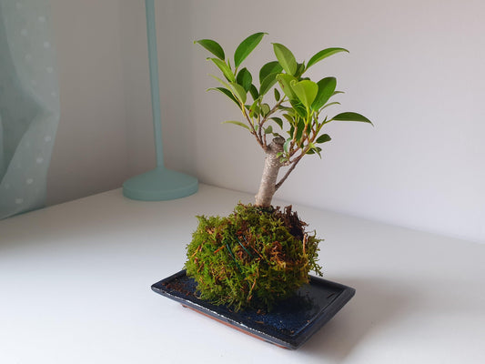 Kokedama Bonsai - MinimalMoss